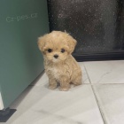 �t��ata Maltipoo