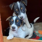 �t��ata jack russell teri�ra.