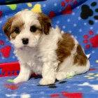Prod�m roztomil� a zdrav� �t��ata havanese.