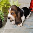 Zdrav� �t��ata Basset hound