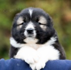 Kavkazsk� ov��k KR�SN� �t���tka