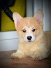 Welsh Corgi Pembroke �t��ata