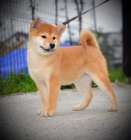 Shiba Inu �t��ata na prodej