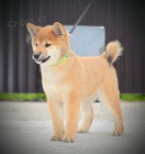 Shiba Inu �t��ata na prodej