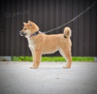 Shiba Inu �t��ata na prodej