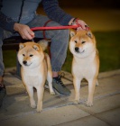 Shiba Inu �t��ata na prodej