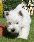 �t��ata West Highland White Terriers