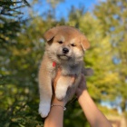 AKITA INU