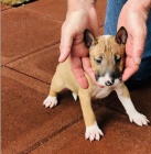 �t��ata mini anglick�ho bulteri�ra