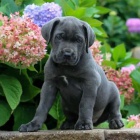 �t��ata italsk�ho Cane Corso