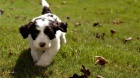 Mini Springerdoodle