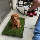 �t��ata Cockapoo na prodej