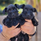 mal�ch kn�ra��/mal�ch kn�ra��