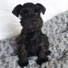 mal�ch kn�ra��/mal�ch kn�ra��