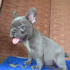 francouzsk�ho buldo�ka mini