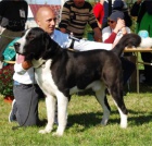 St�ednoasij�t� pasteve�t� psi - �t��ata na prodej