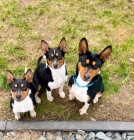 Basenji �t��ata na prodej