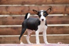 Basenji �t��ata na prodej