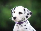 �t��ata dalmatin�
