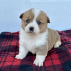 �t��ata Pembroke Welsh Corgi