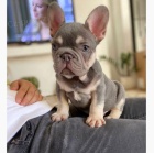 francouzsk�ho buldo�ka mini