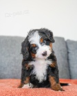 �t��ata bernedoodle na prodej