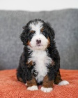 �t��ata bernedoodle na prodej