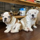 �t��ata anglick�ho buldoka k adopci