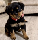 �t���tka rotvajlera.