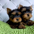 �t���tka toy mini jork��rsk�ho teri�ra.