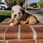 �t��ata mini anglick�ho bulteri�ra