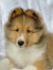 �T��ATA SHELTIE