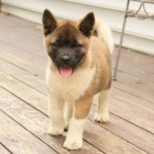 AKITA INU