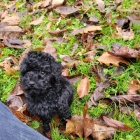 Zdrav� �t��ata �ern�ho Toy pudla