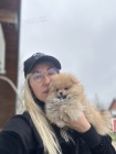 Pomeranian BOO �t��ata