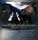 Bernsky salasnicky pes