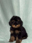 Black & Tan Toy pudl