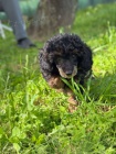 Black & Tan Toy pudl