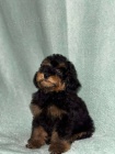 Black & Tan Toy pudl