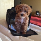 Prod�m mal� �t��ata Maltipoo.