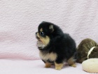 Prod�m �t���tka n�meck� �pic trpasli�� (pomeranian)