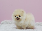 Prod�m �t���tka n�meck� �pic trpasli�� (pomeranian)
