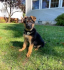 Prod�m vycvi�en� a zdrav� �t��ata n�meck�ho ov��ka.