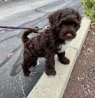 Prod�m �t�n� portugalsk�ho vodn�ho psa