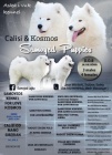 Samojed �t�n� na prodej