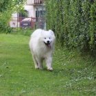 Samojed �t�n� na prodej