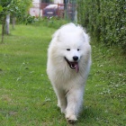 Samojed �t�n� na prodej