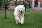 Samojed �t�n� na prodej