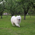 Samojed �t�n� na prodej