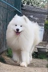 Samojed � dosp�l� psi a �t��ata na prodej